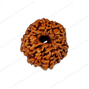 Natural 11 Mukhi Rudraksha