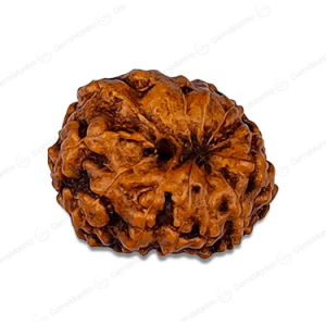 Natural 12 Mukhi Rudraksha